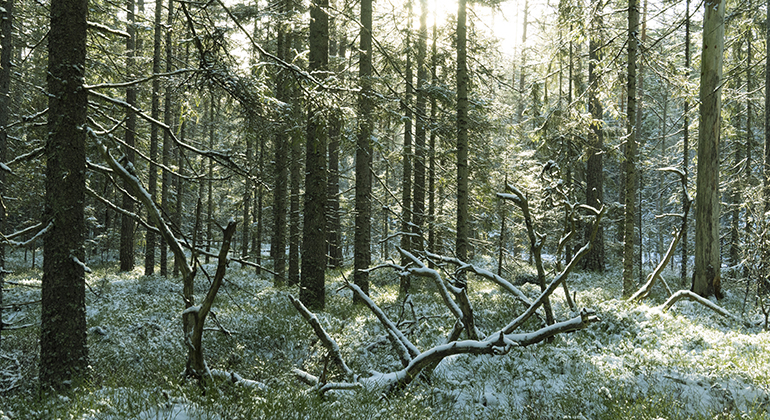 Äldre tallskog i naturreservatet Södermarken, foto Länsstyrelsen i Örebro län